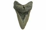 Bargain, Fossil Megalodon Tooth - North Carolina #219936-1